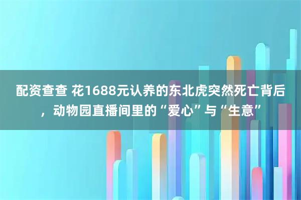 配资查查 花1688元认养的东北虎突然死亡背后，动物园直播间里的“爱心”与“生意”